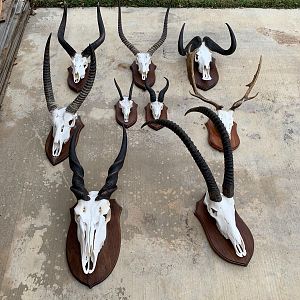 European Skull Mounts Taxidermy