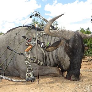 South Africa Bow Hunting Blue Wildebeest