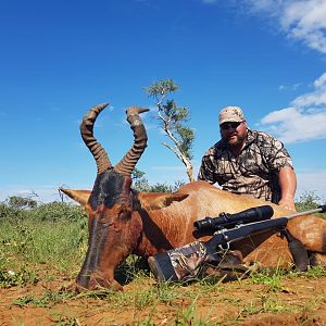 South Africa Hunting Red Hartebeest