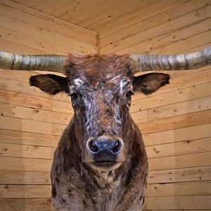 Longhorn Shoulder Mount Taxidermy