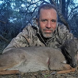 South Africa Hunting Blue Duiker