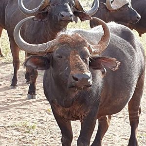 Cape Buffalo Female South Africa