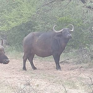 Cape Buffalo Female South Africa