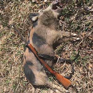 Feral Hog Hunting Texas USA