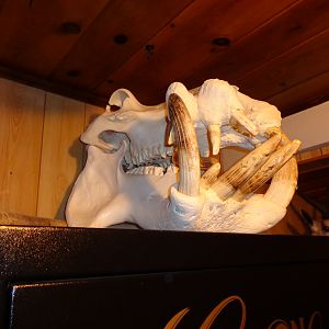 Hippo Skull Mount