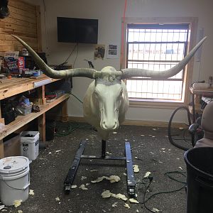 Longhorn Shoulder Mount Taxidermy Process