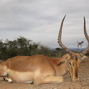 Hunt Impala in South Africa