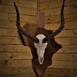 Impala European Skull Mount Taxidermy
