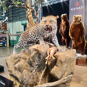 Leopard Full Mount Taxidermy