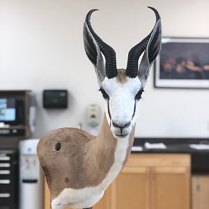 Springbok Triple Pedestal Mount Taxidermy Process