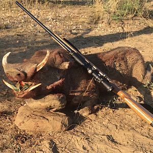 Warthog Hunting Namibia