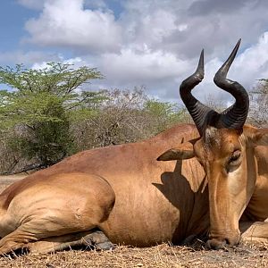 Lichtenstein Hartebeest Hunt Tanzania