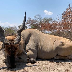 Lord Derby Eland Hunting Tanzania