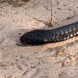 Burrowing Viper Tanzania