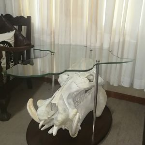 Hippo Skull Coffee Table Taxidermy