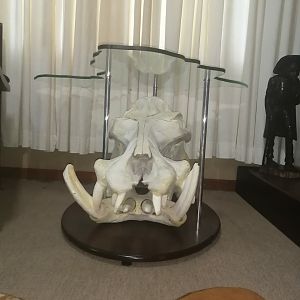 Hippo Skull Coffee Table Taxidermy