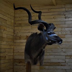 Kudu Wall Pedestal Taxidermy