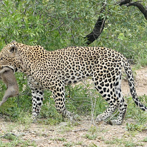 Leopard with Warthog youngster catch in the Kruger National Park South Africa