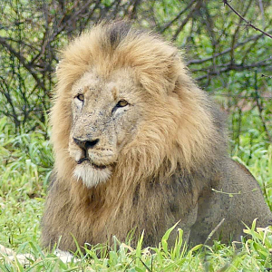 Lion in the Kruger National Park South Africa