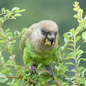 Brown Headed Parrot in the Kruger National Park South Africa