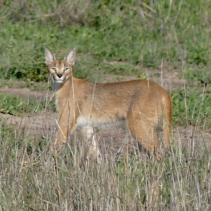 Caracal in the Kruger National Park South Africa