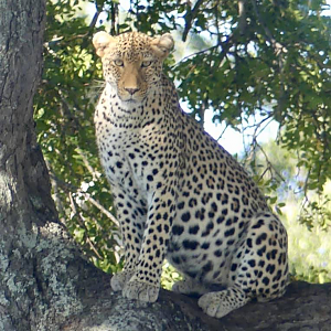 Leopard in the Kruger National Park South Africa