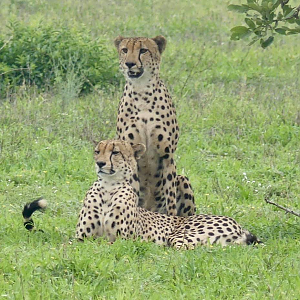 Cheetah in the Kruger National Park South Africa