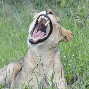 Lion in the Kruger National Park South Africa