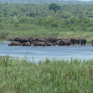 Elephant herd at the water Kruger National Park South Africa