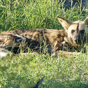 African Wild Dog in the Kruger National Park South Africa