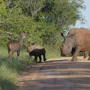 Kudd female & White Rhino and calf in the Kruger National Park South Africa