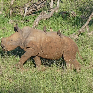 White Rhino calf in the Kruger National Park South Africa