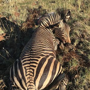 Hartmann's Mountain Zebra Hunting South Africa