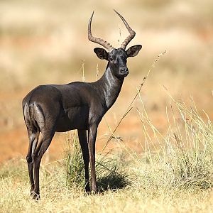 Black Impala in South Africa