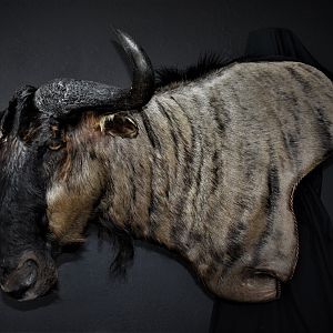 Blue Wildebeest Wall Pedestal Mount Taxidermy