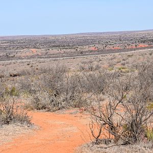 Hunting Bison in Texas USA