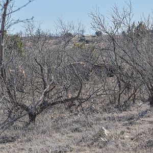 Bison in the bushes Texas USA