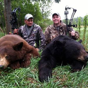 Bow Hunt Bear in Saskatchewan Canada