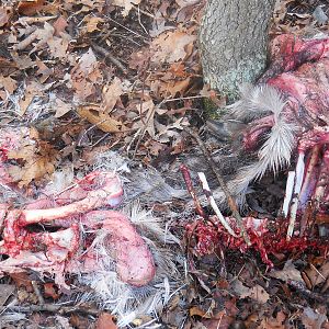 A coyote kill and whats left over