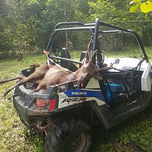 Hunting Rusa Deer in Australia