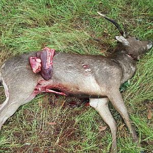 Australia Hunting Rusa Deer