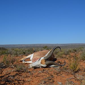Hunting Springbok in South Africa
