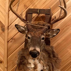 White-tailed Deer Mount Taxidermy