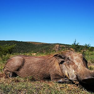 Warthog Cull Hunt South Africa