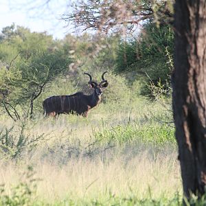 Kudu South Africa