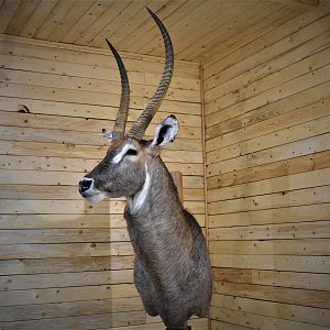 Waterbuck Shoulder Mount Taxidermy