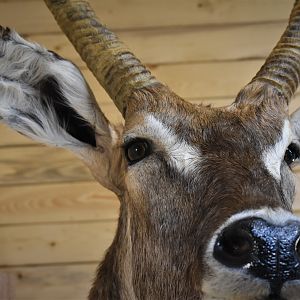 Waterbuck Shoulder Mount Taxidermy