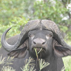 Cape Buffalo South Africa