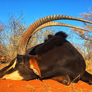 Sable Antelope Hunt South Africa