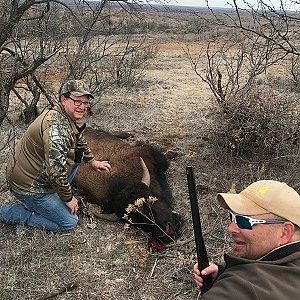Texas USA Hunting Bison